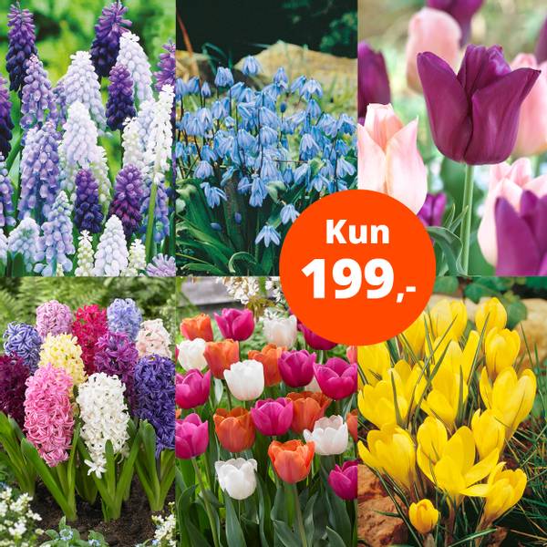 Bilde av Pakketilbud, 97 løk, kun 199