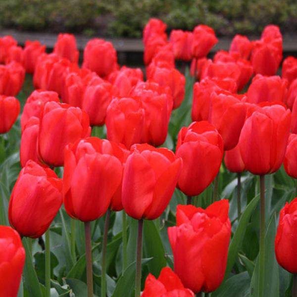 Bilde av Tulipan Apeldoorn - 100 løk - Kjempetilbud!