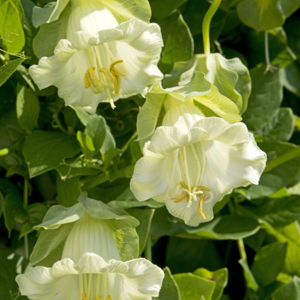 Hovedbilde Cobaea scandens Alba. Klokkeranke -Frø-