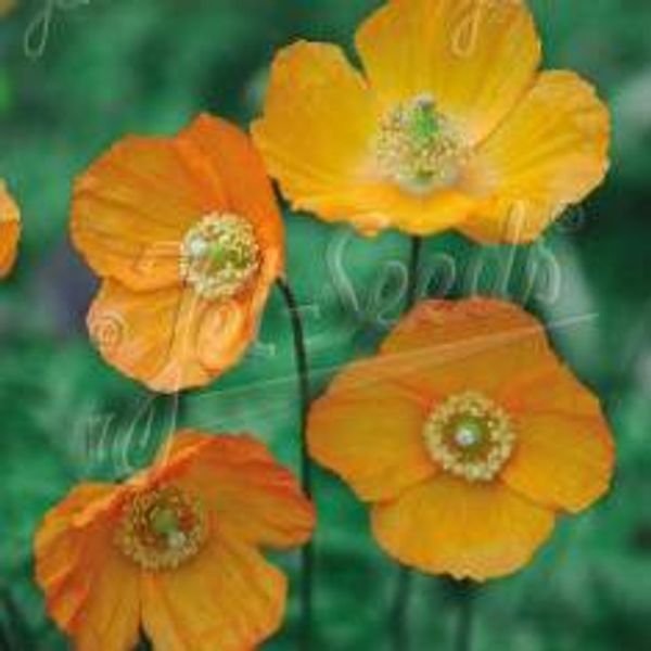 Hovedbilde Meconopsis cambrica Aurantiaca. Valmue -Frø-