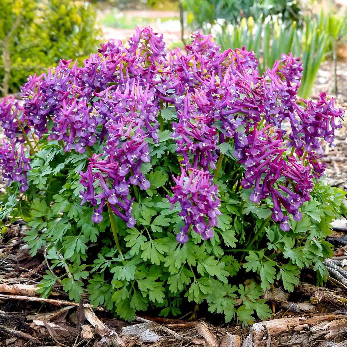 Corydalis Purple Bird. Praktlerkespore - 10 løk