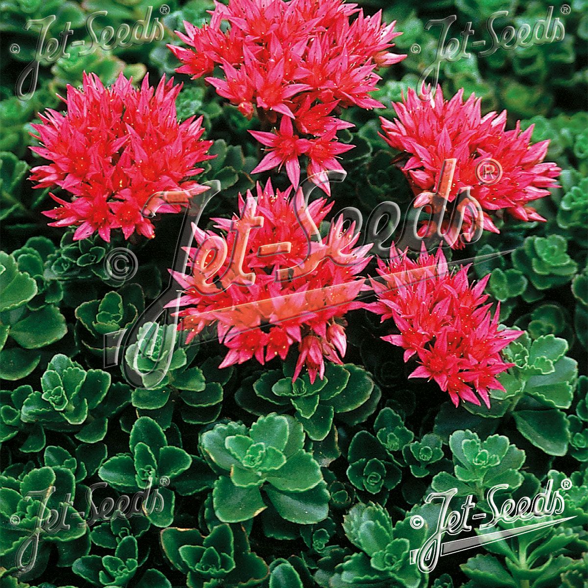 Sedum spurium Summer Glory. Gravbergknapp - Frø -