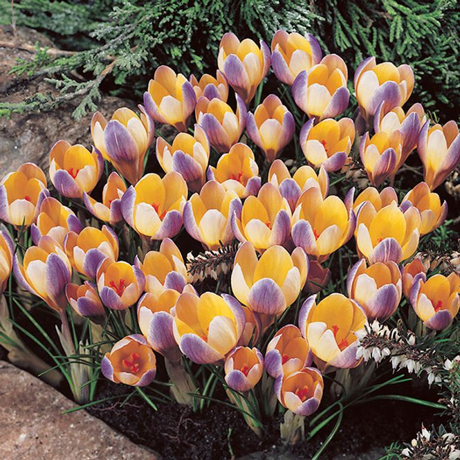 Hovedbilde Krokus Advance - 15 knoller