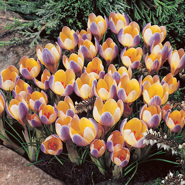 Hovedbilde Krokus Advance - 15 knoller
