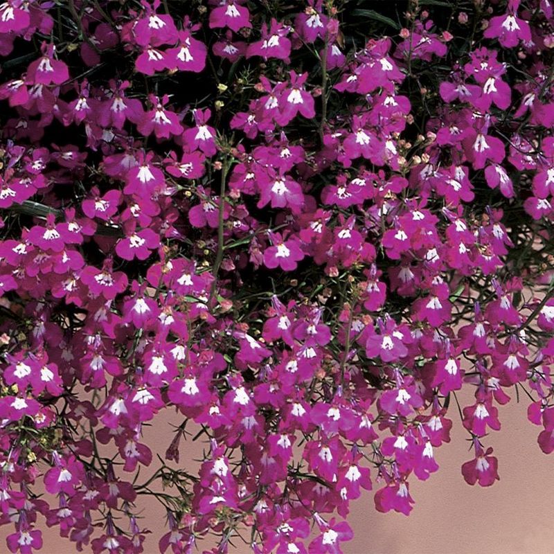 Lobelia pendula Regatta Rose - Frø -