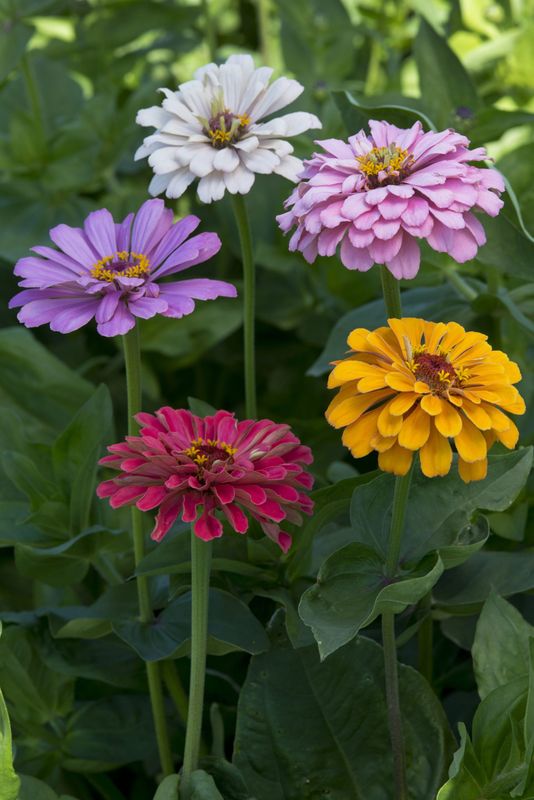 Zinnia elegans Dahlia-flowered Field Grown Mix -Frø-