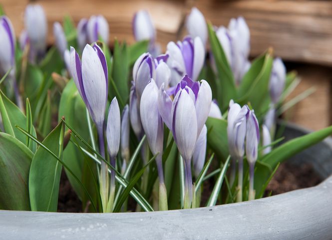 Hovedbilde Krokus Blue Pearl - 20 løk