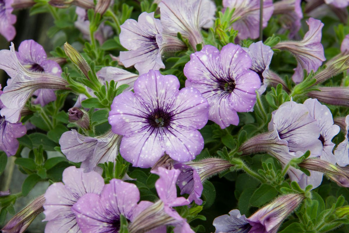 Petunia x grandiflora Lavender Sky. 1 plante i 10,5 cm potte