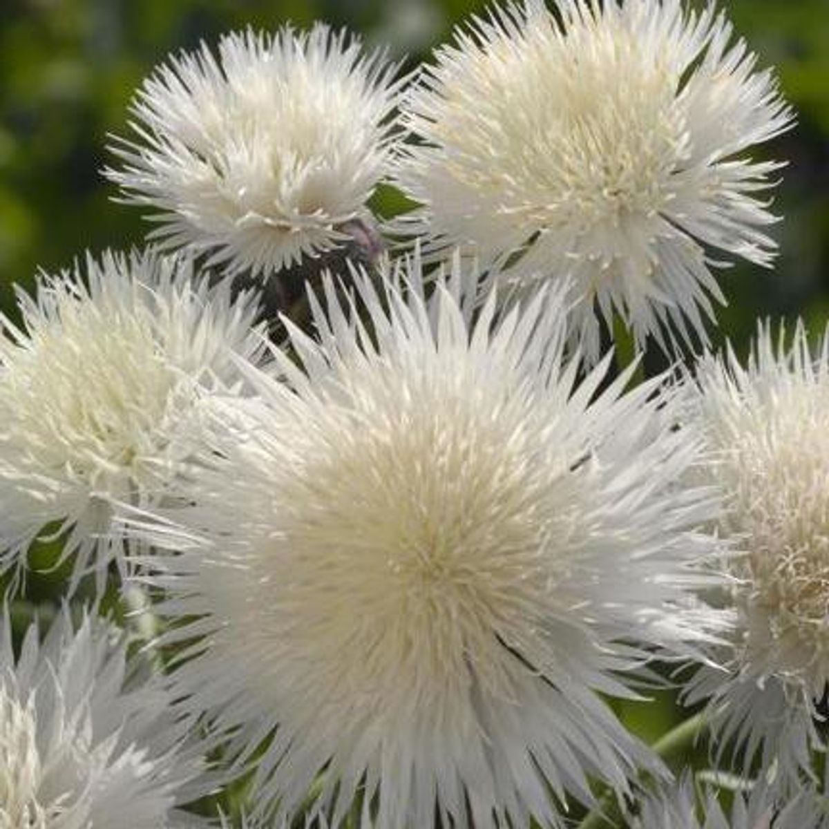 Gaveeske med frø til snittblomster