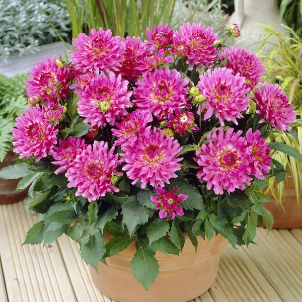 Hovedbilde Dahlia Melody Lizza - 1 knoll