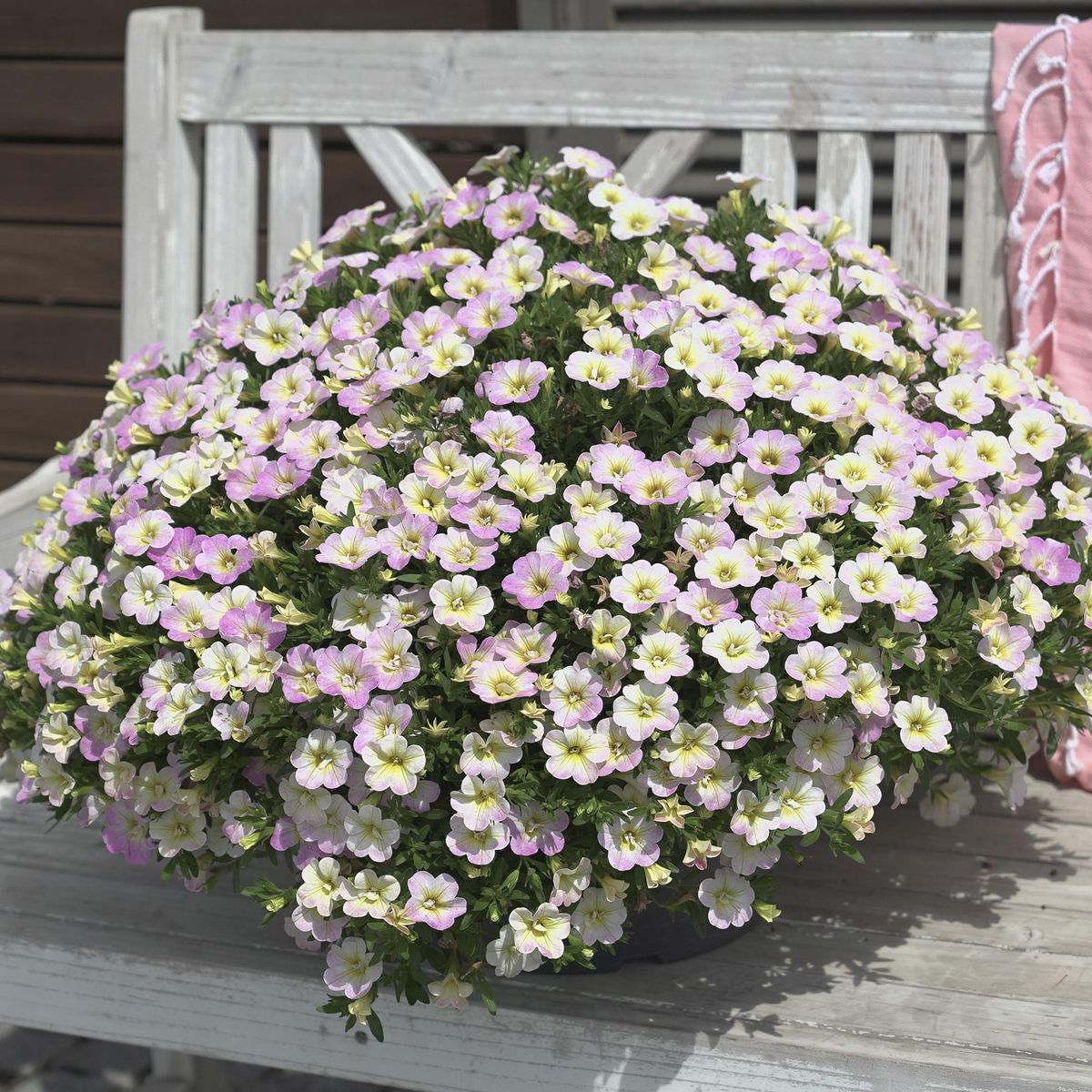 Calibrachoa Fancy Fancy. Mini-Petunia  1 plante i 10,5 cm potte