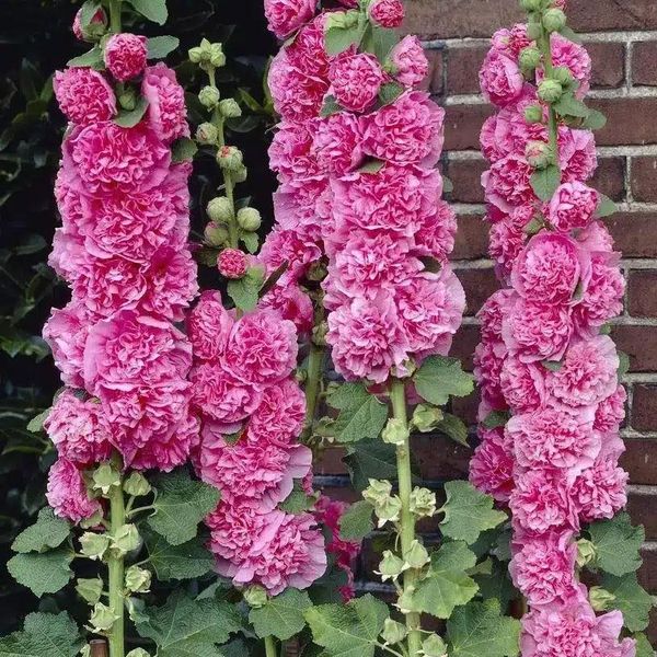 Hovedbilde Alcea rosea Chaters Rose Pink. Stokkrose -Frø-