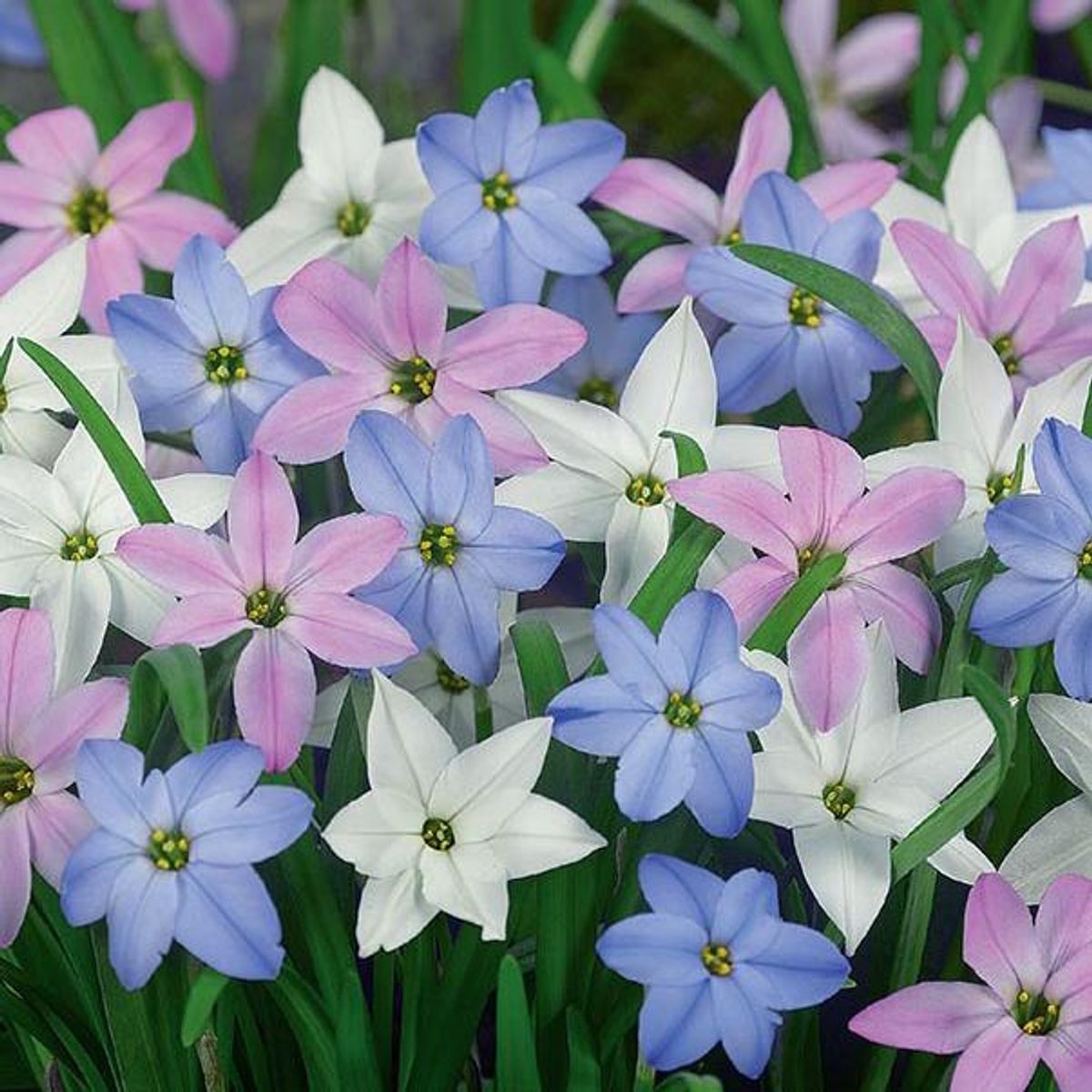 Ipheion mixed. Vårstjerne - 15 løk