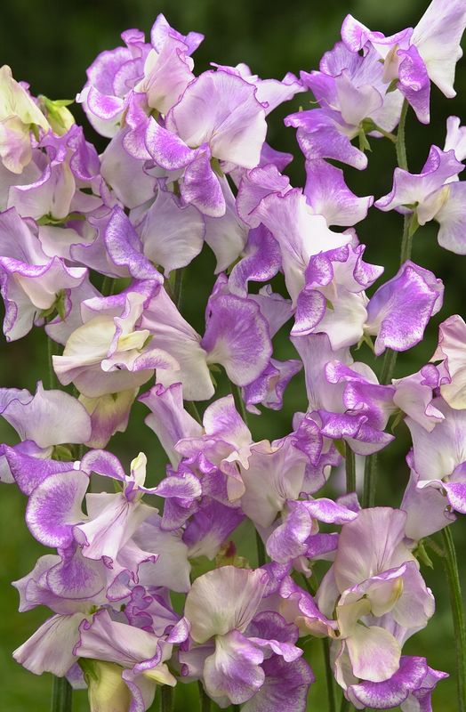 Lathyrus odoratus Spencer Pulsar. Blomsterert - Frø -