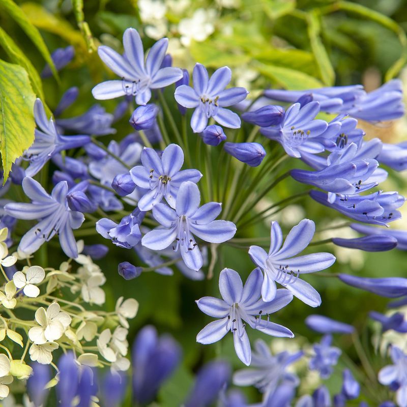 Agapanthus Dr. Brouwer.  Afrikansk lilje - 1 rot 