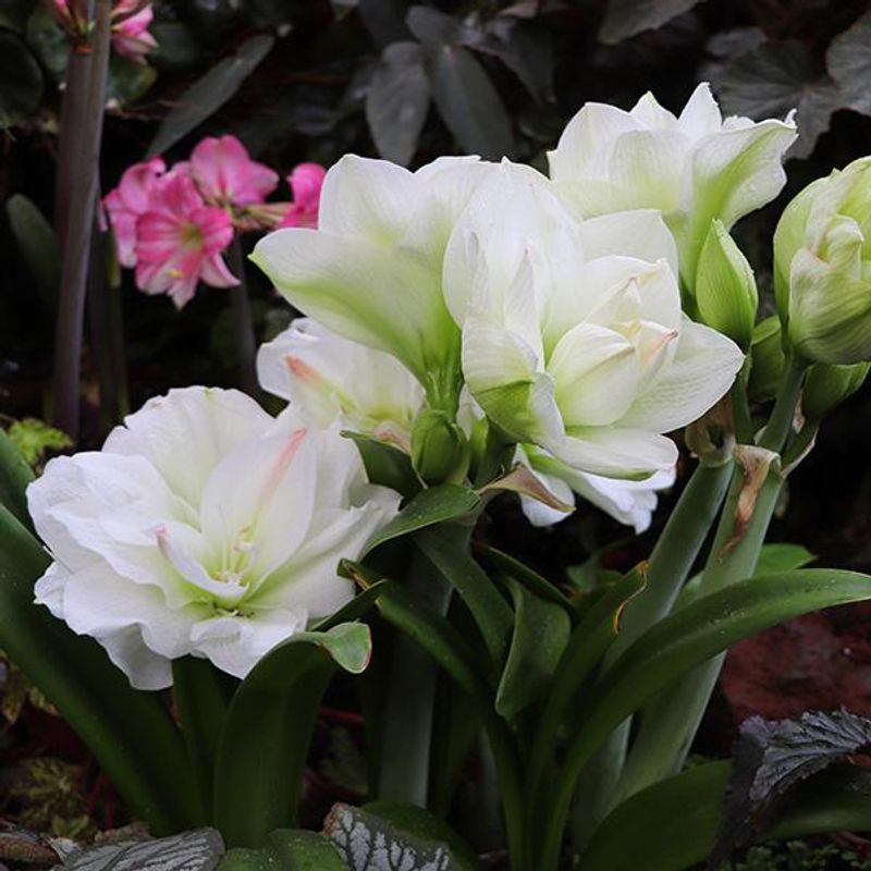 Amaryllis Arctic Nymph - 1 blomsterløk