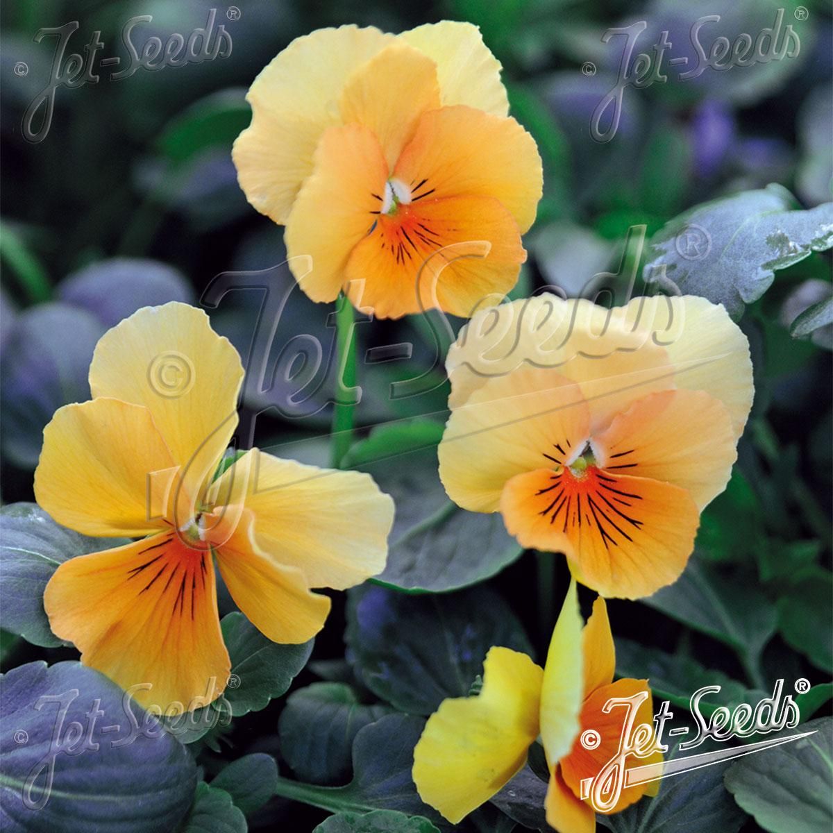 Viola cornuta Chantreyland. Hornfiol - Frø -