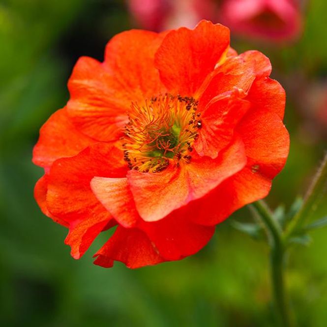 Hovedbilde Geum Princess Juliana. Humleblom. 1 rot