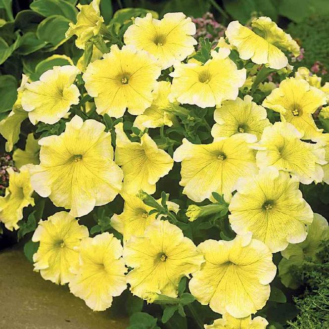 Hovedbilde Petunia grandiflora Prism Sunshine - Frø -