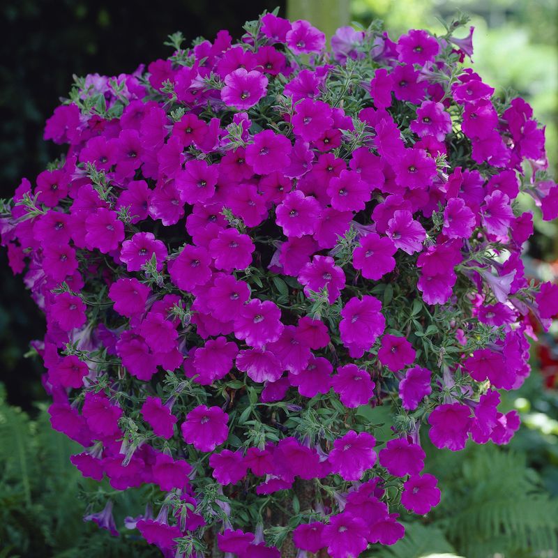 Petunia Alpetunia Purple i 10,5 cm potte.