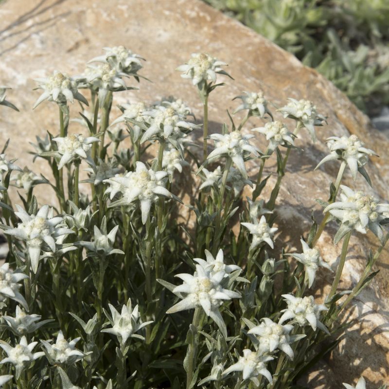 Leontopodium alpinum Edelweiss. Edelveis - Frø -