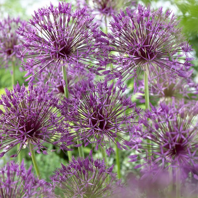 Hovedbilde Allium Purple Rain. 10 løk.