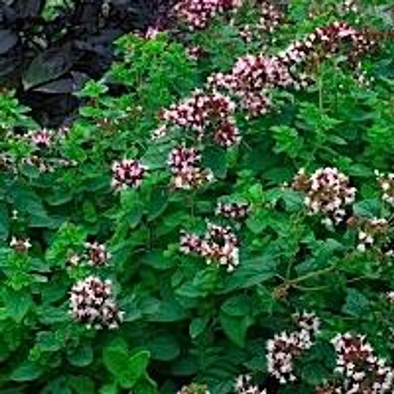 Oregano - Frø -