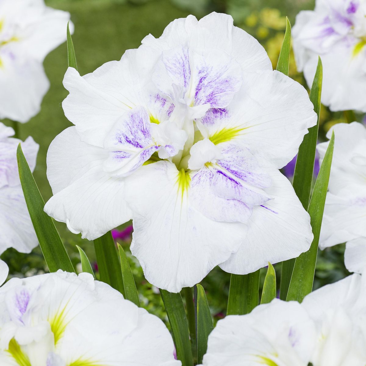 Iris ensata Dinnerplate Cupcake  - 1 rot 