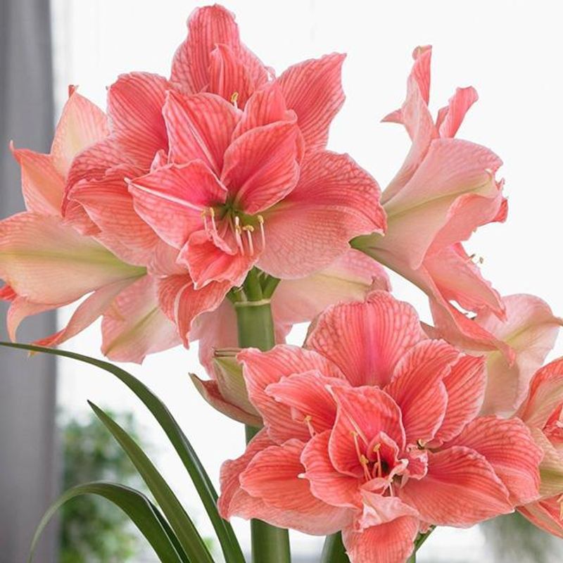 Amaryllis Sweet Nymph - 1 blomsterløk