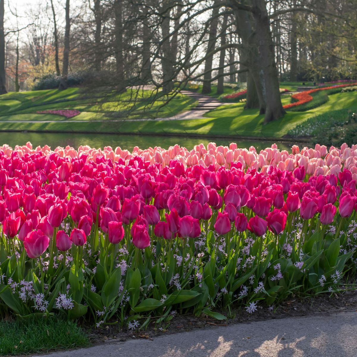 Tulipan Lady van Eijk - 6 løk