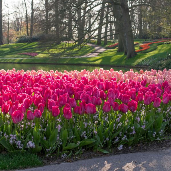 Hovedbilde Tulipan Lady van Eijk - 6 løk