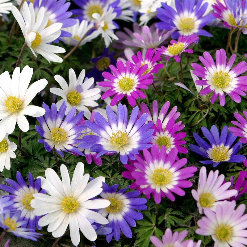 Anemone blanda. Balkansymre. Fargeblanding - 10 knoller