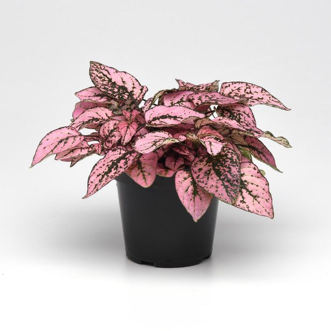 Hovedbilde Hypoestes Splash Select Pink -Frø- Polkadotplante ...