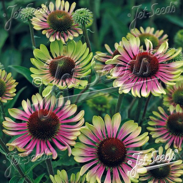 Hovedbilde Echinacea P. Green Twister -Frø- Solhatt