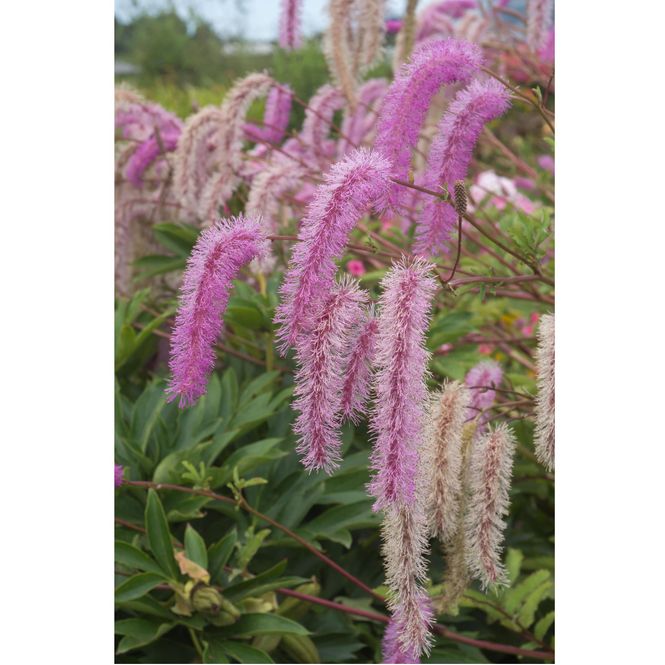 Hovedbilde Sanguisorba hakusanensis Lilac Squirrel. ...