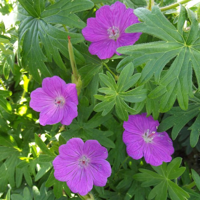 Hovedbilde Geranium sanguineum. Blodstorkenebb - 1 rot
