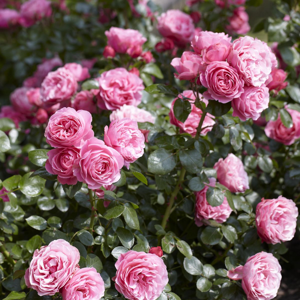 Rose Leonardo da Vinci. Klaserose / buskrose