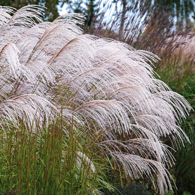 Hovedbilde Miscanthus sinensis Silver Charm - Silkekinagress ...