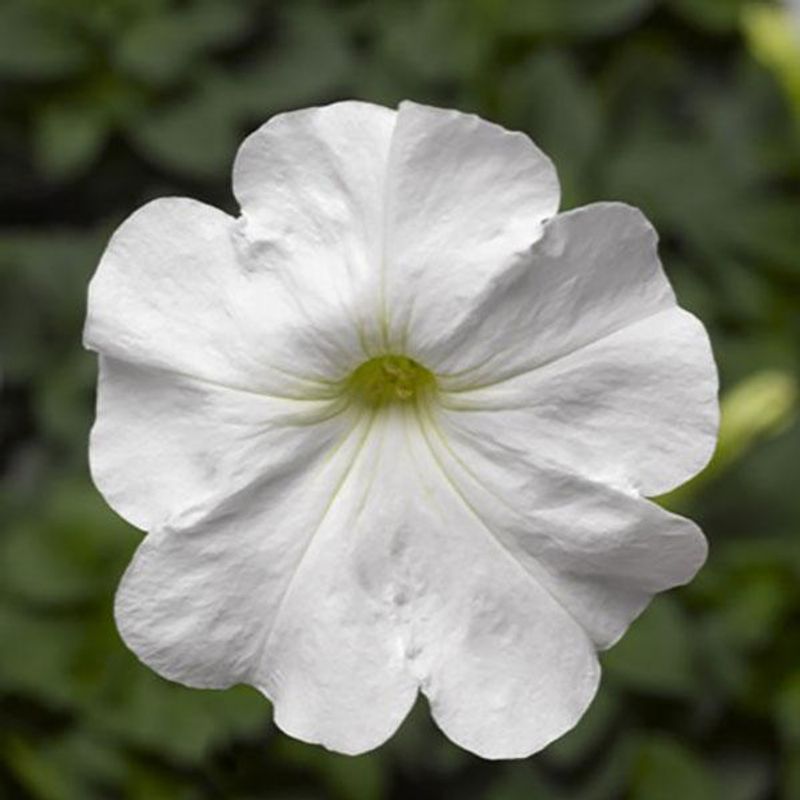 Petunia Damask White F1 -Frø-