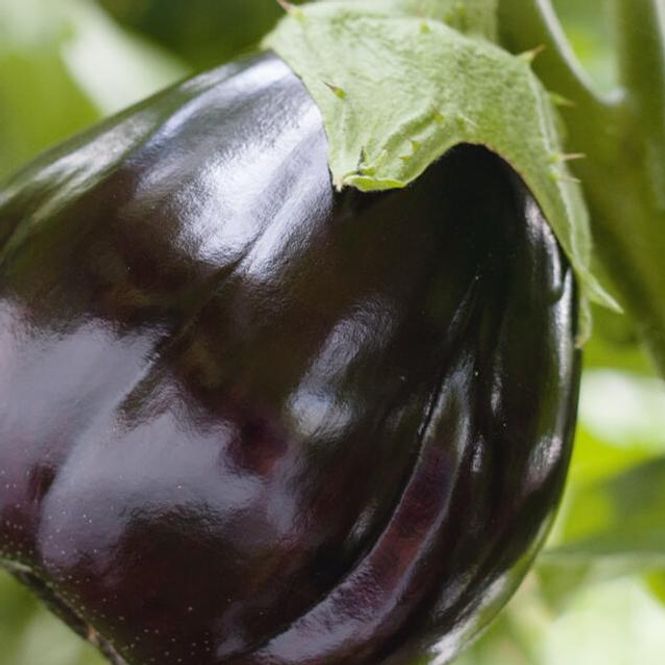 Hovedbilde Aubergine Black Beauty -Frø-