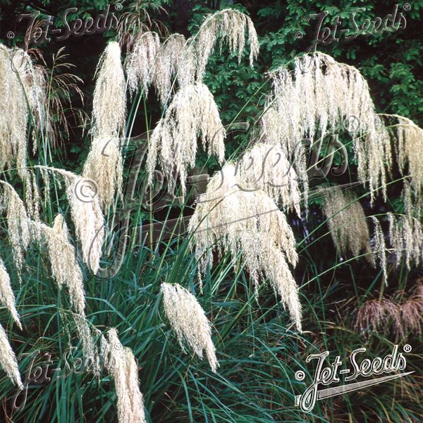 Hovedbilde Cortaderia richardii Pampasgress - Frø -