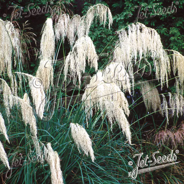 Hovedbilde Cortaderia richardii Pampasgress - Frø -
