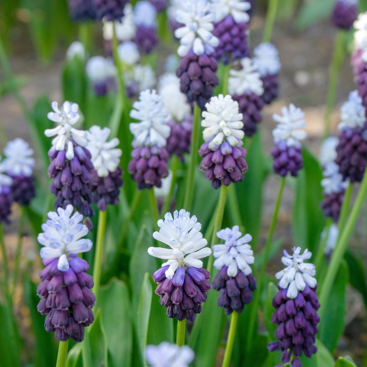 Muscari Grape Ice. Perleblomst - 10 løk