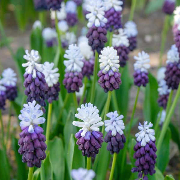Hovedbilde Muscari Grape Ice. Perleblomst - 10 løk