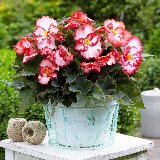 Hovedbilde Begonia Crispa Marginata hvit/rød - 3 knoller