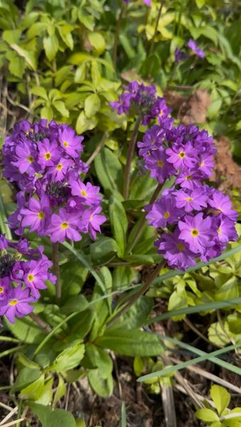 Hovedbilde Primula denticulata Blue Selection -Frø-
