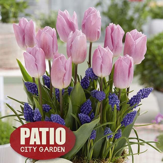 Hovedbilde Sweet Patio. Tulipan og perleblomst i blanding - ...
