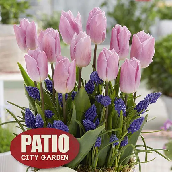 Hovedbilde Sweet Patio. Tulipan og perleblomst i blanding - ...
