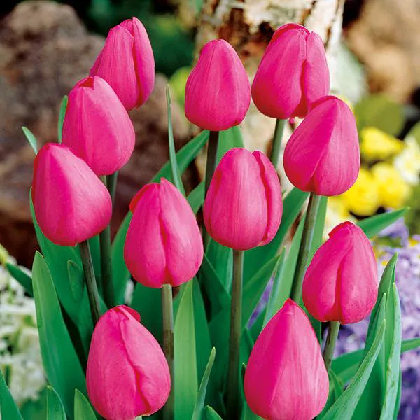 Hovedbilde Tulipan Don Quichotte - 20 løk 