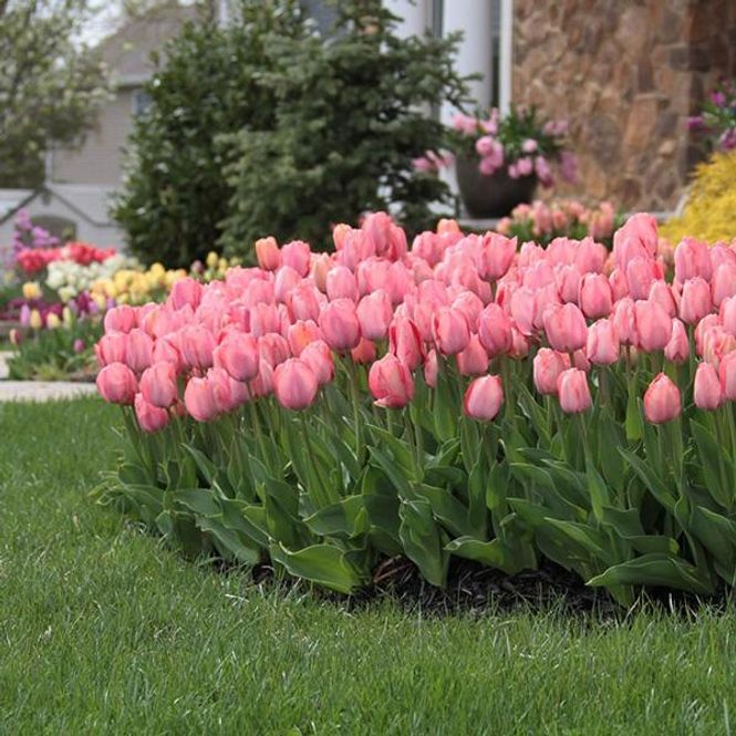 Hovedbilde Tulipan Mystic van Eijk - 30 løk 